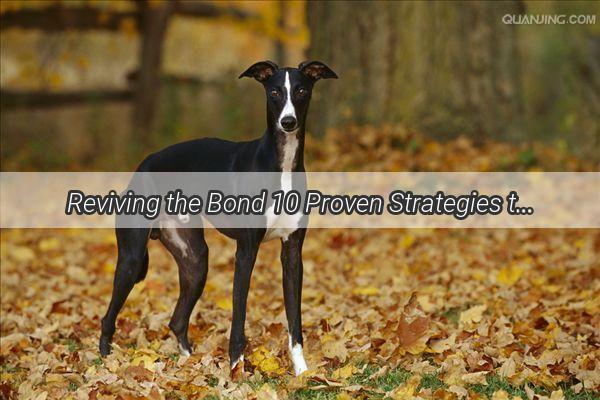 Reviving the Bond 10 Proven Strategies to Rekindle Your Dogs Love for You